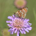 IMG_9820_Knapweed_Fritillary.JPG